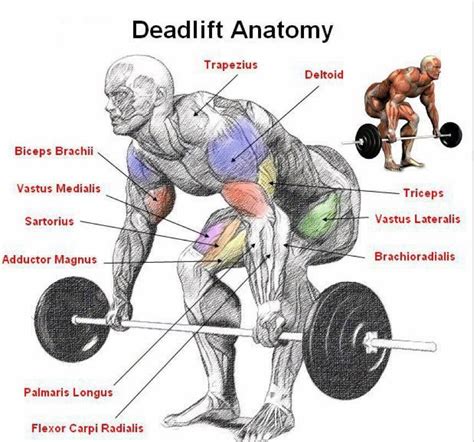 What muscles do deadlifts workout - Keep the support (balancing) leg straight or allow a slight, gentle bend to the knee. Keep folding forward until your fingers reach the kettlebell handle, then grab the handle by wrapping your fingers around it. Complete the movement by pulling the weight with the muscles of the backside of your body—the hamstrings and butt muscles.